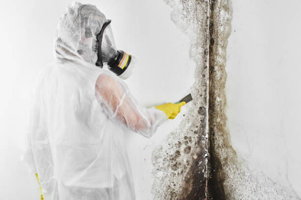 Asbestos and Lead Testing During Mold Inspection in Mason, TX